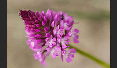 Hundswurz (Anacamptis pyramidalis)