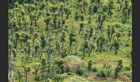 Steineiche (Quercus ilex)