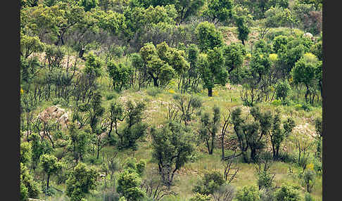 Steineiche (Quercus ilex)