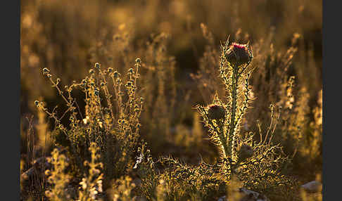 Gitter Mastixdistel (Atractylis cancellata)