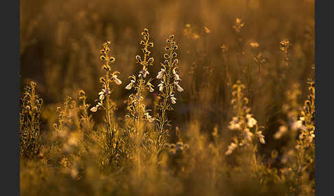 Schmalblättriger Gamander (Teucrium pseudochamaepitys)