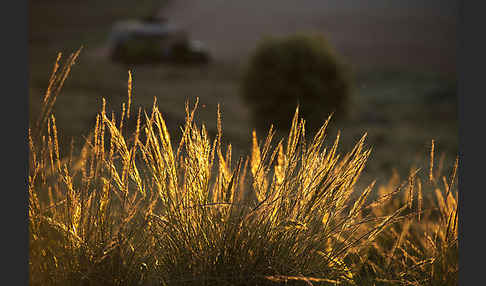 Halfagras (Stipa tenacissima)