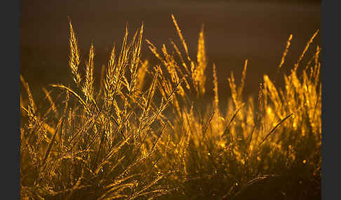 Halfagras (Stipa tenacissima)