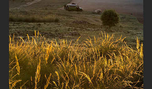 Halfagras (Stipa tenacissima)