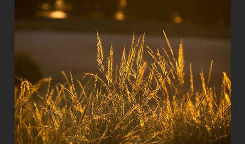 Halfagras (Stipa tenacissima)