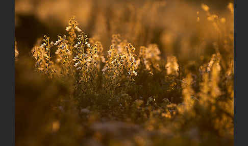 Schmalblättriger Gamander (Teucrium pseudochamaepitys)