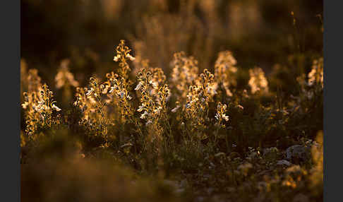 Schmalblättriger Gamander (Teucrium pseudochamaepitys)