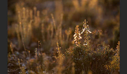 Schmalblättriger Gamander (Teucrium pseudochamaepitys)