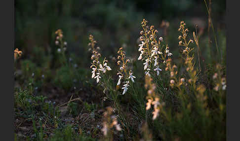 Schmalblättriger Gamander (Teucrium pseudochamaepitys)