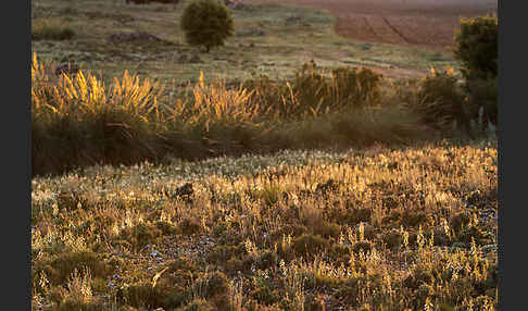 Schmalblättriger Gamander (Teucrium pseudochamaepitys)