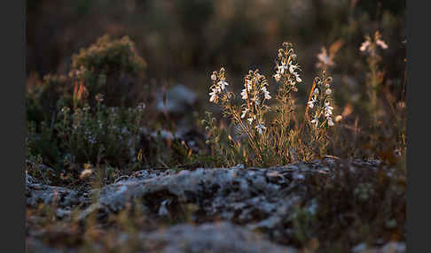 Schmalblättriger Gamander (Teucrium pseudochamaepitys)