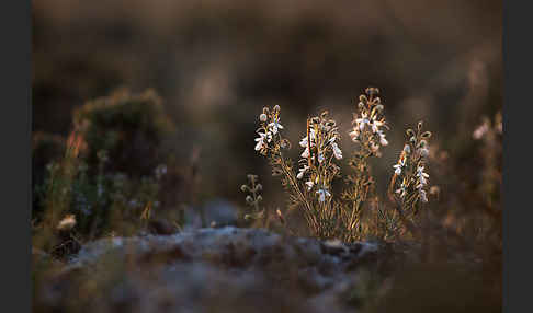 Schmalblättriger Gamander (Teucrium pseudochamaepitys)