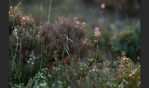 Leimkraut (Silene secundiflora)