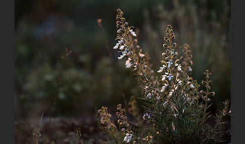 Schmalblättriger Gamander (Teucrium pseudochamaepitys)