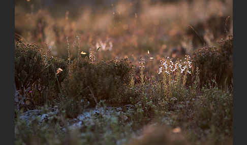 Schmalblättriger Gamander (Teucrium pseudochamaepitys)