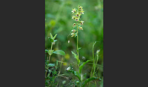 Breitblättrige Sitter sspec. (Epipactis helleborine sspec. Tremolsii)