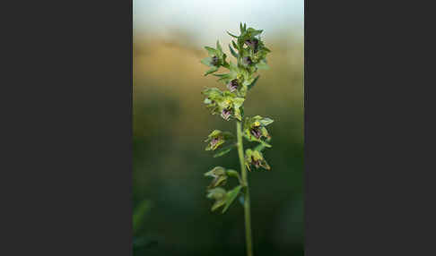 Breitblättrige Sitter sspec. (Epipactis helleborine sspec. Tremolsii)