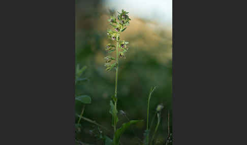 Breitblättrige Sitter sspec. (Epipactis helleborine sspec. Tremolsii)