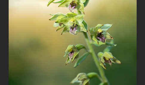 Breitblättrige Sitter sspec. (Epipactis helleborine sspec. Tremolsii)