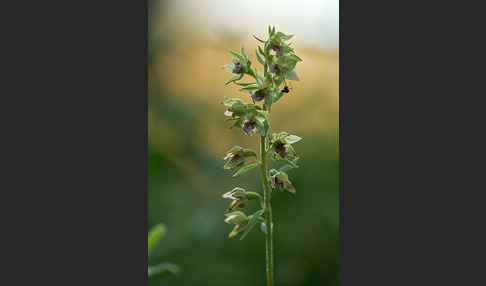 Breitblättrige Sitter sspec. (Epipactis helleborine sspec. Tremolsii)