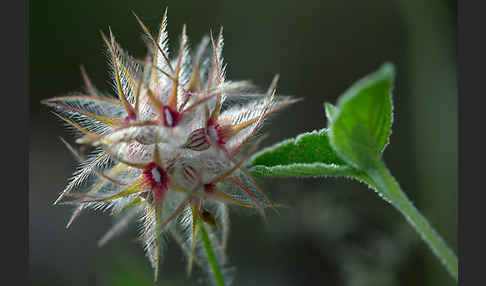 Sternklee (Trifolium stellatum)