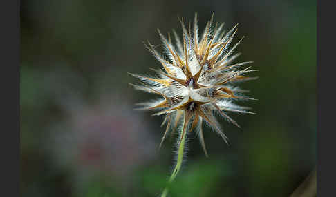 Sternklee (Trifolium stellatum)