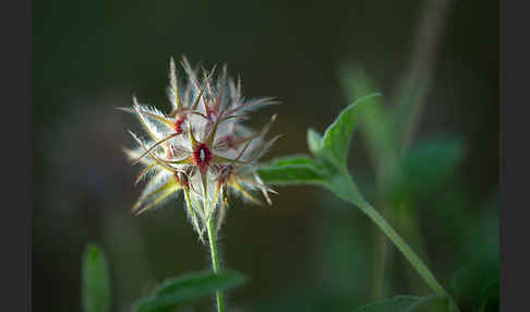 Sternklee (Trifolium stellatum)