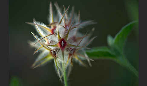 Sternklee (Trifolium stellatum)