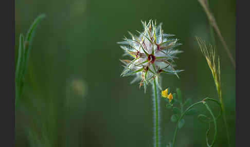 Sternklee (Trifolium stellatum)