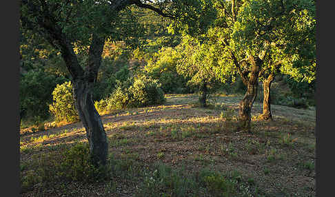 Kork-Eiche (Quercus suber)