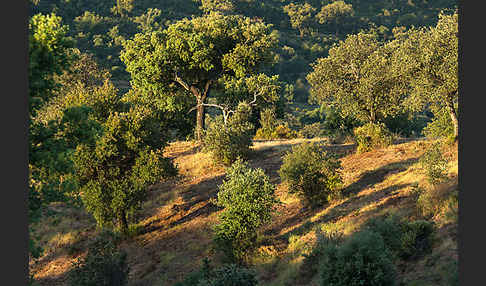 Kork-Eiche (Quercus suber)