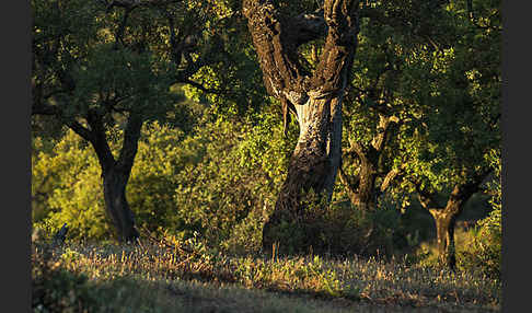 Kork-Eiche (Quercus suber)