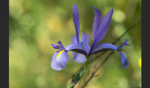 Spanische Schwertlilie (Iris xiphium)