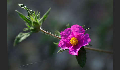 Weißliche Zistrose (Cistus albidus)