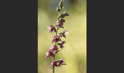 Breitblättrige Sitter sspec. (Epipactis helleborine sspec. Tremolsii)