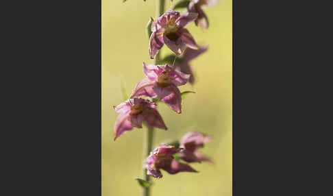 Breitblättrige Sitter sspec. (Epipactis helleborine sspec. Tremolsii)