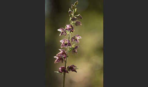 Breitblättrige Sitter sspec. (Epipactis helleborine sspec. Tremolsii)