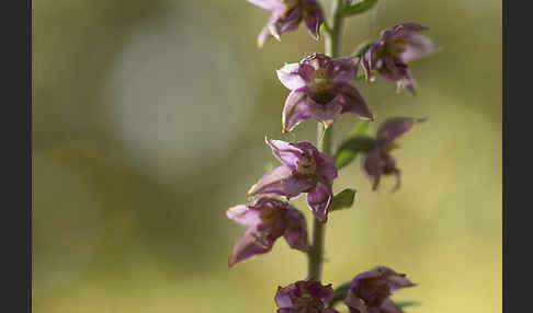 Breitblättrige Sitter sspec. (Epipactis helleborine sspec. Tremolsii)