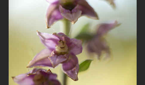 Breitblättrige Sitter sspec. (Epipactis helleborine sspec. Tremolsii)