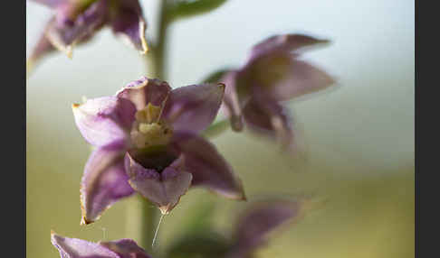 Breitblättrige Sitter sspec. (Epipactis helleborine sspec. Tremolsii)