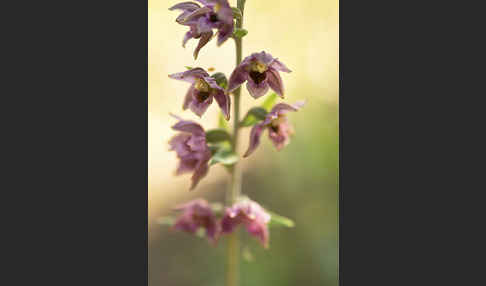 Breitblättrige Sitter sspec. (Epipactis helleborine sspec. Tremolsii)