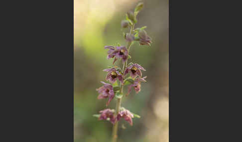 Breitblättrige Sitter sspec. (Epipactis helleborine sspec. Tremolsii)