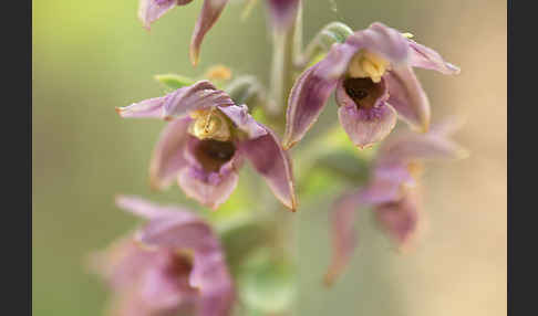 Breitblättrige Sitter sspec. (Epipactis helleborine sspec. Tremolsii)