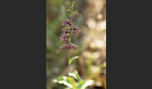 Breitblättrige Sitter sspec. (Epipactis helleborine sspec. Tremolsii)