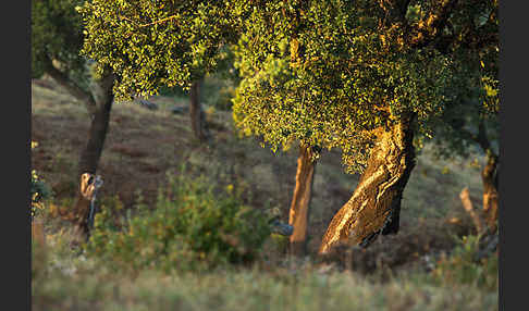 Kork-Eiche (Quercus suber)