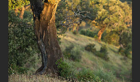 Kork-Eiche (Quercus suber)