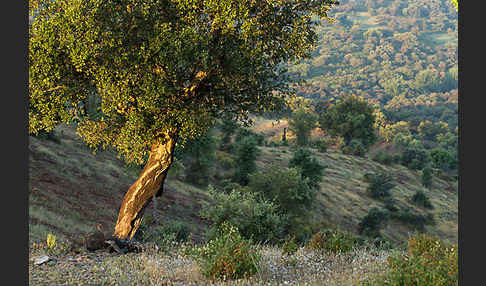 Kork-Eiche (Quercus suber)