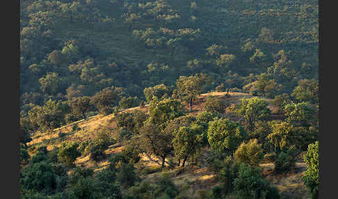 Kork-Eiche (Quercus suber)