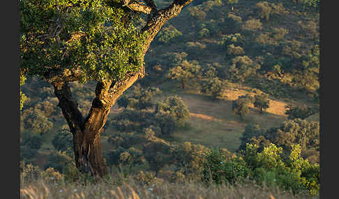 Kork-Eiche (Quercus suber)