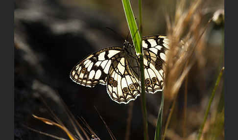 Spanisches Schachbrett (Melanargia ines)